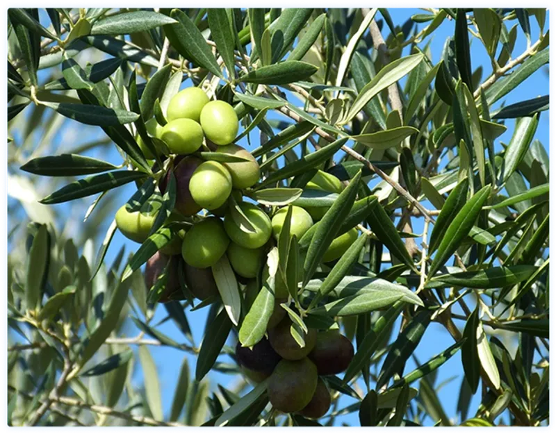 Agolives - Un gigante del sector aceitunero